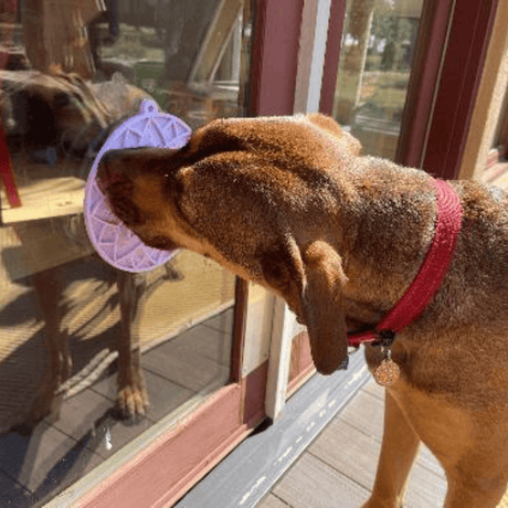 SodaPup Lotus eMat being used by a dog. Suction cups make it stick easy to glass, this time it is against a glass door pane.
