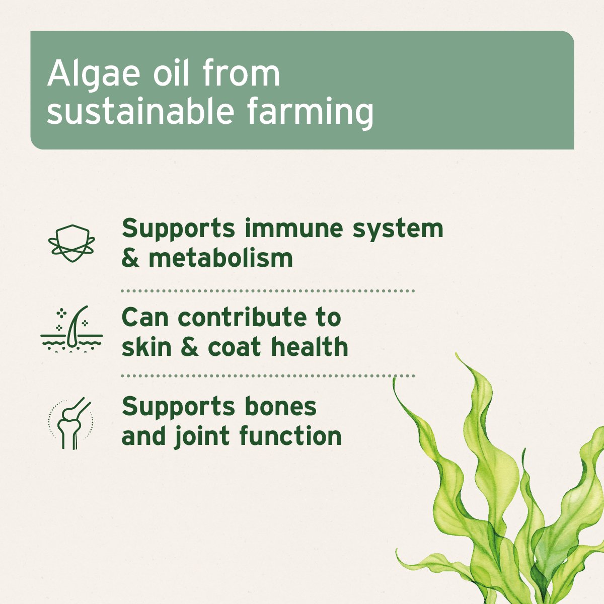 AniForte Algae Oil - Omega 3 Supplement