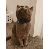 Blue Camo Safety Cat Collar