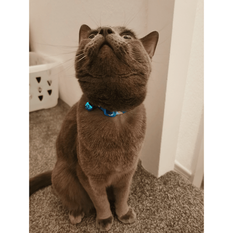Blue Camo Safety Cat Collar