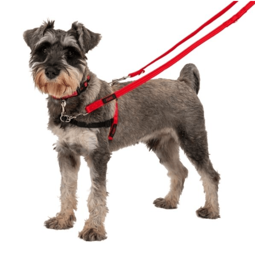 Halti Training Lead