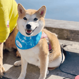 Chill Out Ice Cooling Bandana