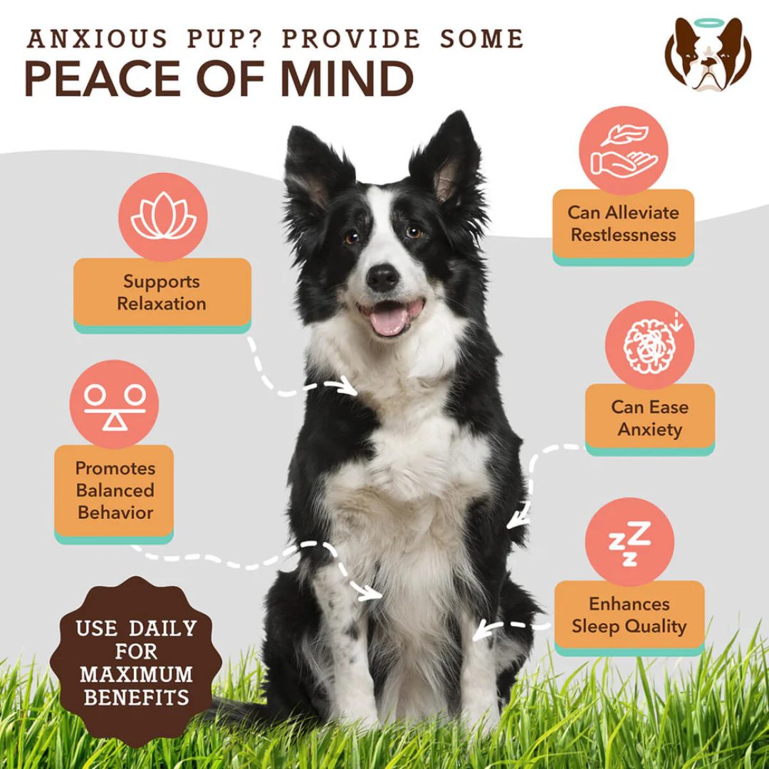 Some key benefits of the Bottle of Natural Dog Company Calming Oil. They are surrounding a dog with arrows pointing to said dog