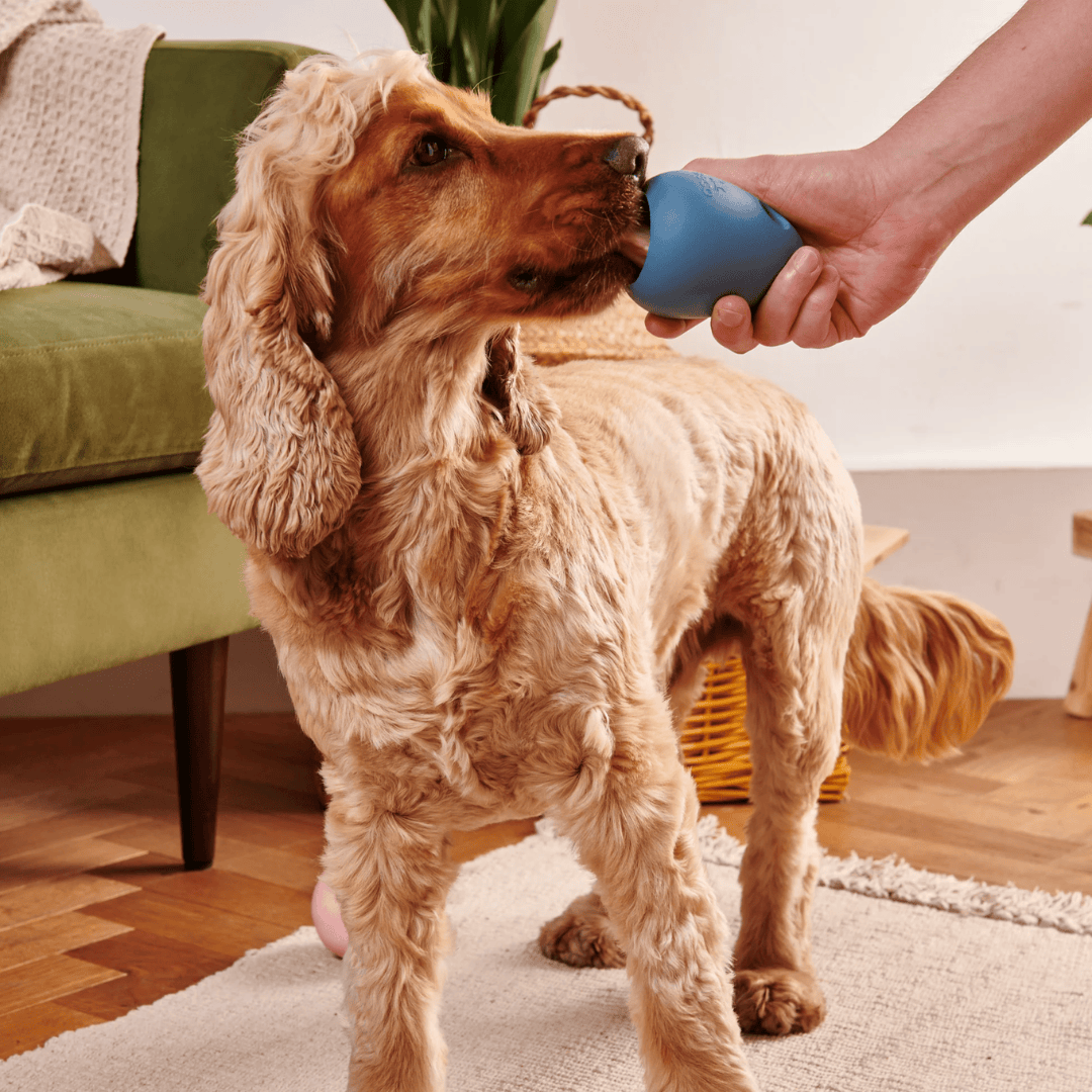 Cocker spaniel licking a Beco Boredom Buster dog toy in a person's hand.