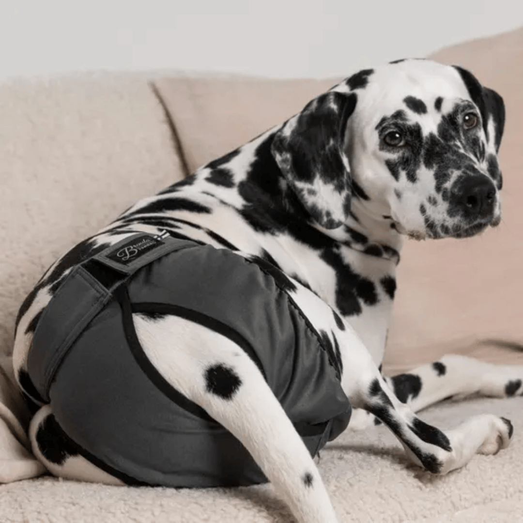 A Dalmation wearing the Finnero Brenda Heat Pants in Dark Grey on a 
 couch