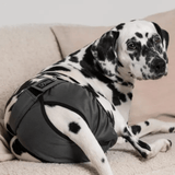 A Dalmation wearing the Finnero Brenda Heat Pants in Dark Grey on a 
 couch
