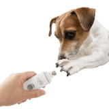 Terrier having nails trimmed with the AFP Nail Grinder for Pets.