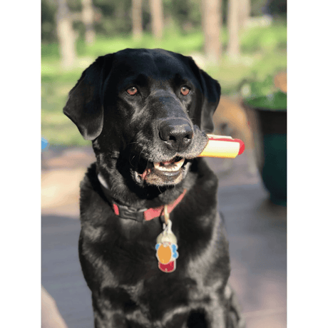 A black Labrador Retriever sitting outdoors, holding a SodaPup Hot Dog toy in its mouth. The dog is wearing a red collar with a colorful tag.