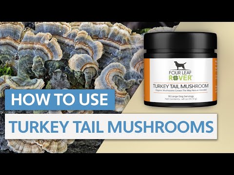 Four Leaf Rover - Turkey Tail Mushroom for Dogs